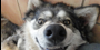 :icontruth-about-wolfdogs: