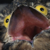 :icontrystandragon: