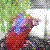 :iconTsube:
