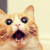 :icontsukimorimadoka: