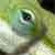 :icontt-wiz: