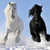 :icontuckersgirl17: