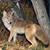 :icontucsoncoyote: