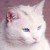:icontudycoo: