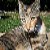 :icontugger-lotus: