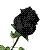 :icontulip83: