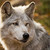 :icontundrawolfkanoi: