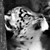 :iconturbolighting: