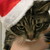 :iconturbotails12: