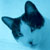 :iconTurquoiseCat: