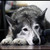 :iconturrdle: