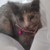 :iconturrentstar07: