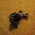 :iconturtlelulu: