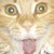 :iconturtlepoppet: