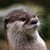 :iconturtlesrfun: