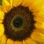 :iconturtwig163: