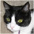 :icontuxiecat: