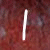 :icontvdshadowvampire: