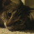:icontwackycat:
