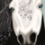 :icontweedlefrilly: