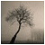 :icontweetbird4you: