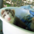 Tweezel :icontweezel: