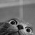:icontwilight-cat: