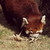 :icontwilight-girl: