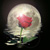 :icontwilight-romeo: