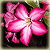 :icontwilight1:
