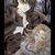 :icontwilightfurlynx: