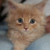 :icontwilightkitty4: