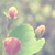 :icontwilightstars: