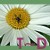 :icontwilit-dawn: