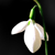 :icontwilit-guardian: