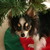 Twinkie-Dink :icontwinkie-dink:
