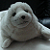 :icontwinklewhiteseal: