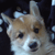 :icontwinklyfairypants: