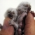 :icontwinmetalmonkey: