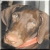 :icontwinshock: