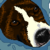 :icontwiss: