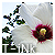 :icontwisted-ink: