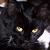 :icontwistedmusings: