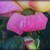 :icontwistednaughty: