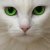:icontwistershooter: