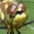 :icontwitch1977: