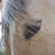 :icontwitinator: