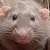 :iconTwixs: