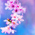 :icontwlightsakura: