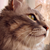 twodee :icontwodee: